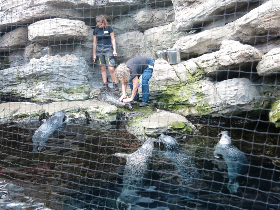 aquario-de-genova-italia-focas