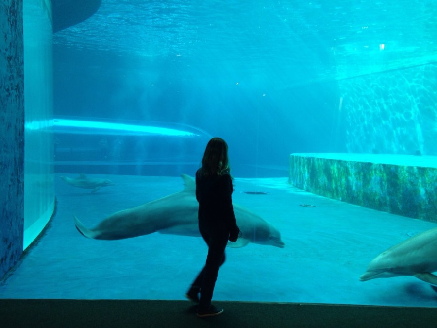 aquario-de-genova-italia-golfinho