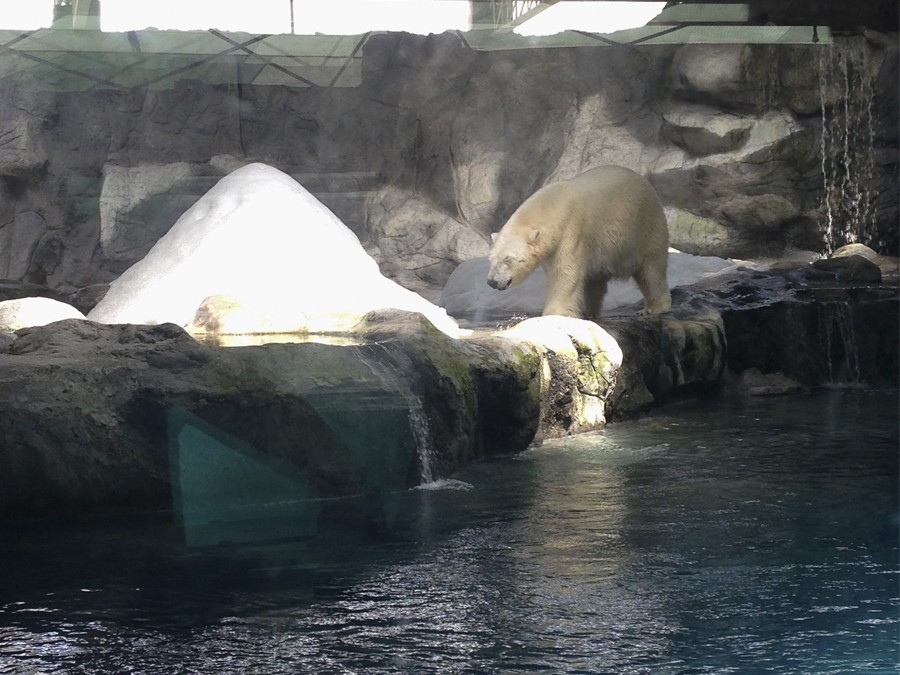 aquario-de-sao-paulo-brasil-urso-polar2