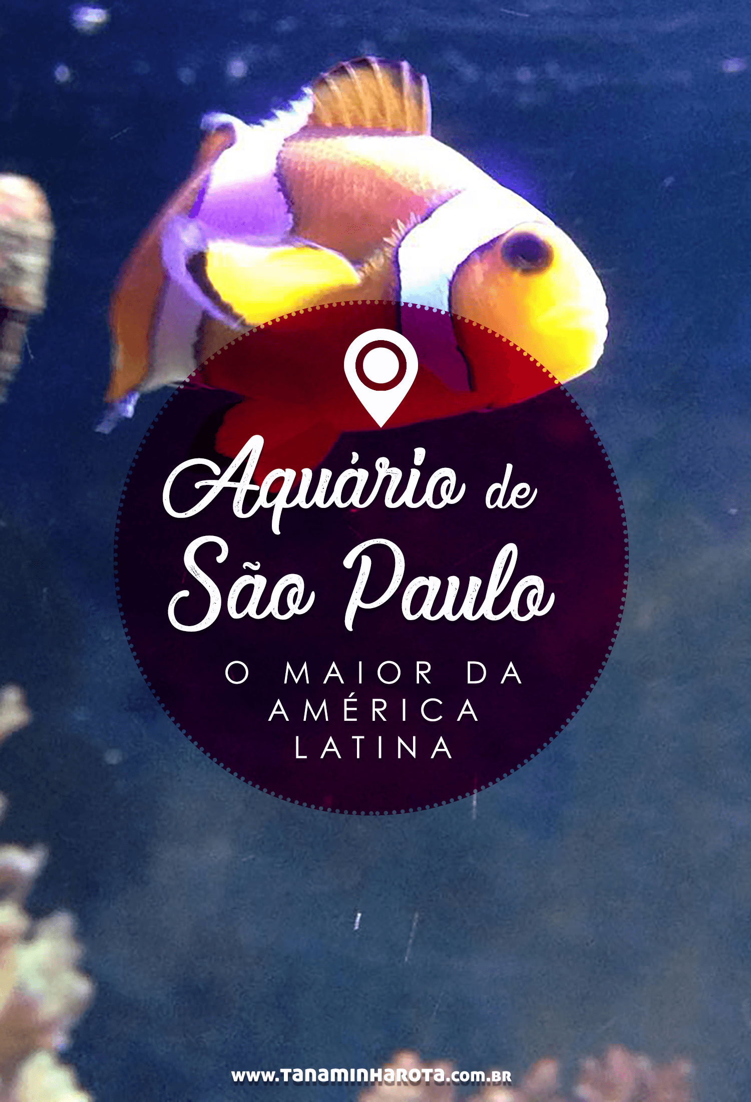 Conheça o Aquário de São Paulo, a maior atração do tipo na América Latina! Com vários ambientes e até urso polar, esse é um passeio imperdível!