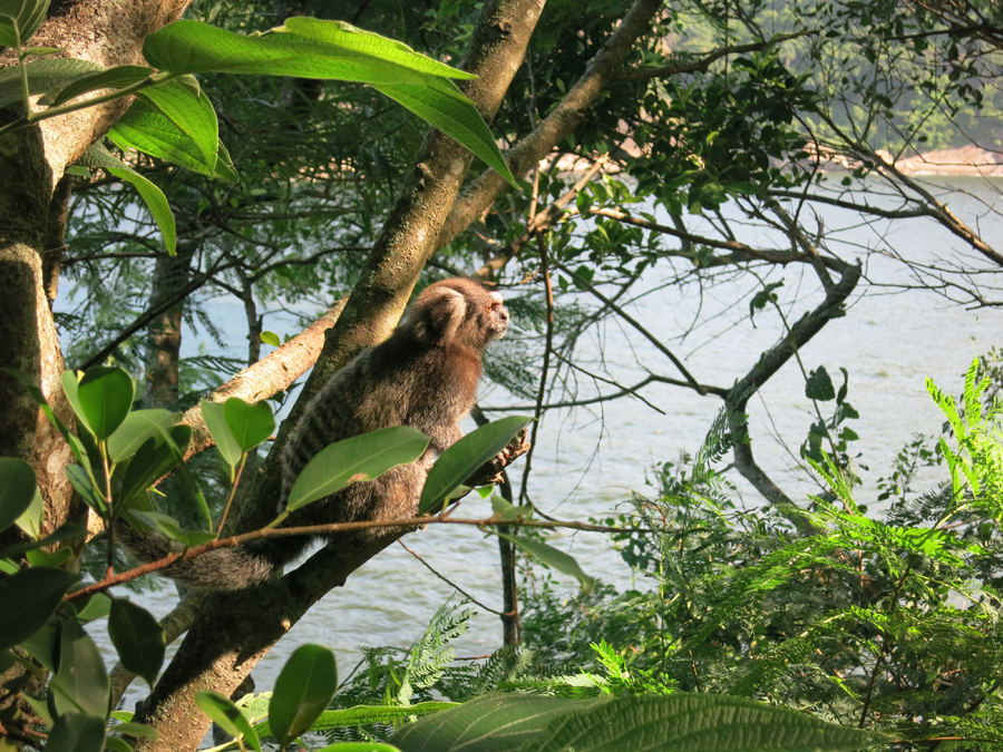 Aves e Árvores: Visita à Pista Claudio Coutinho no Morro da Urca (RJ):  paraíso do Tiê-Sangue e outras aves