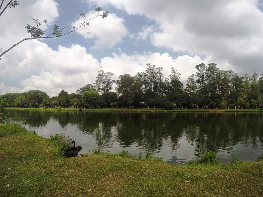 parque-ibirapuera-o-que-fazer-sao-paulo-fauna-patos